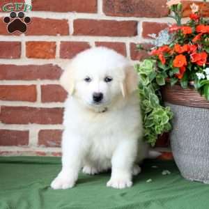 Summer, Great Pyrenees Puppy
